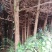 杉树3m以上