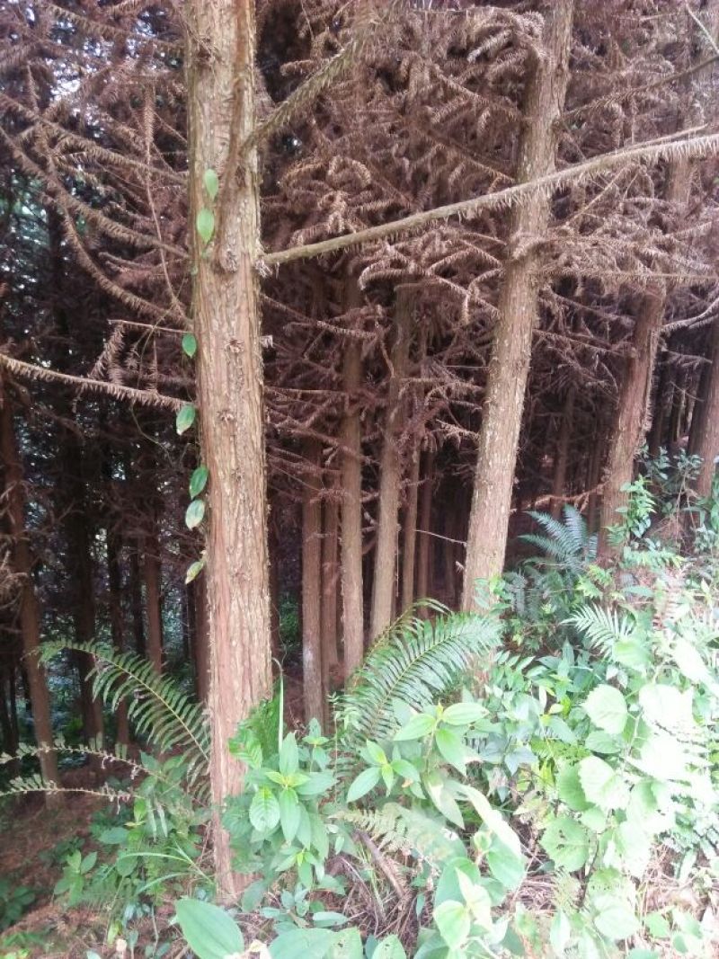 杉树3m以上