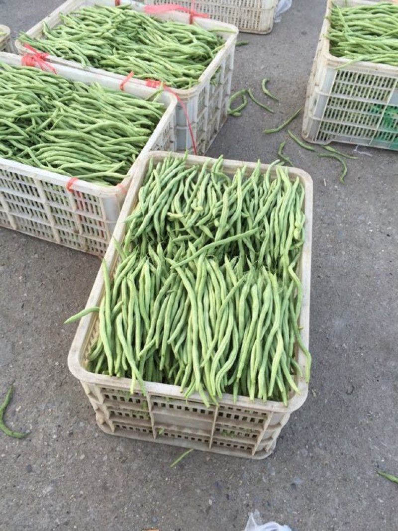 蛇豆大量上市欢迎新老客户选购