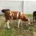 西门塔尔牛犊100~200kg