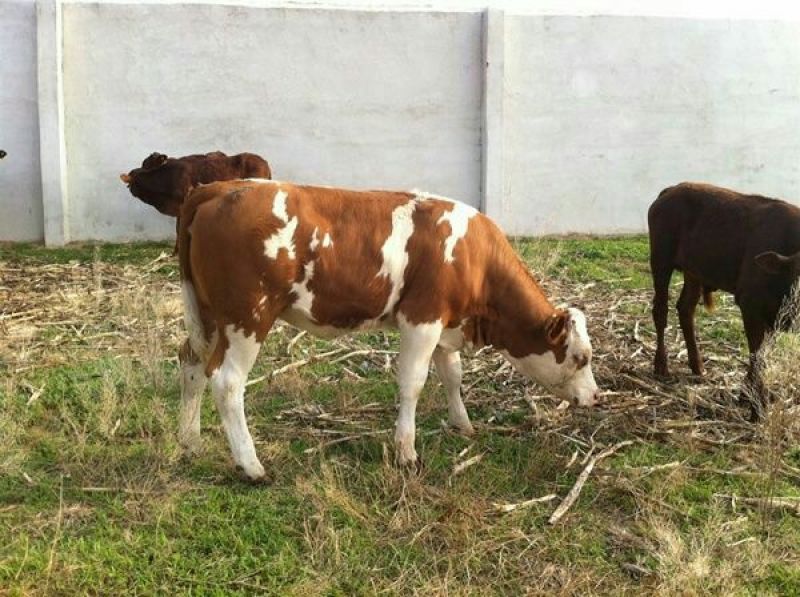 西门塔尔牛犊100~200kg