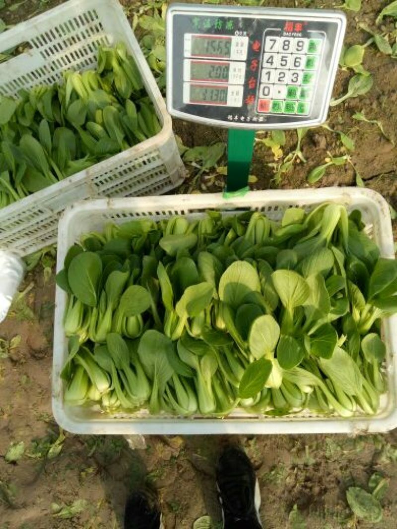 青梗菜