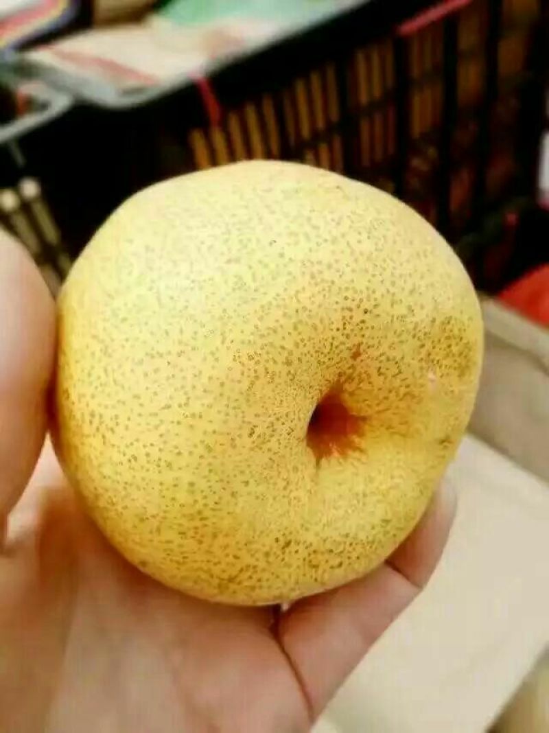 砀山梨200~250g光果