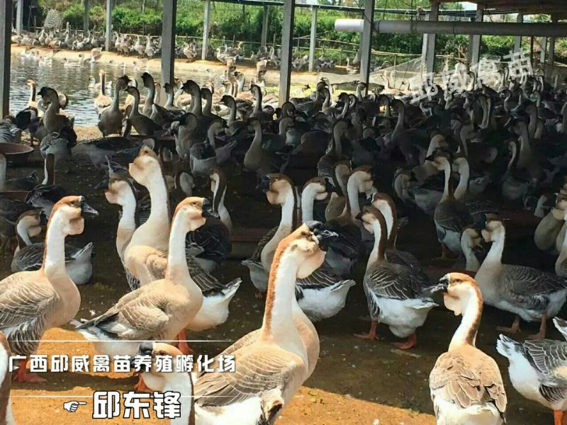 狮头鹅苗250g以下