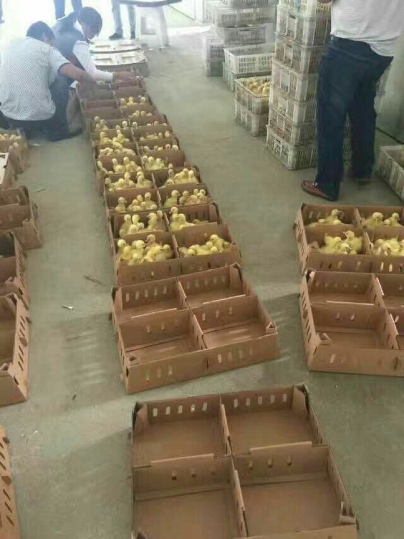 鹅苗250g