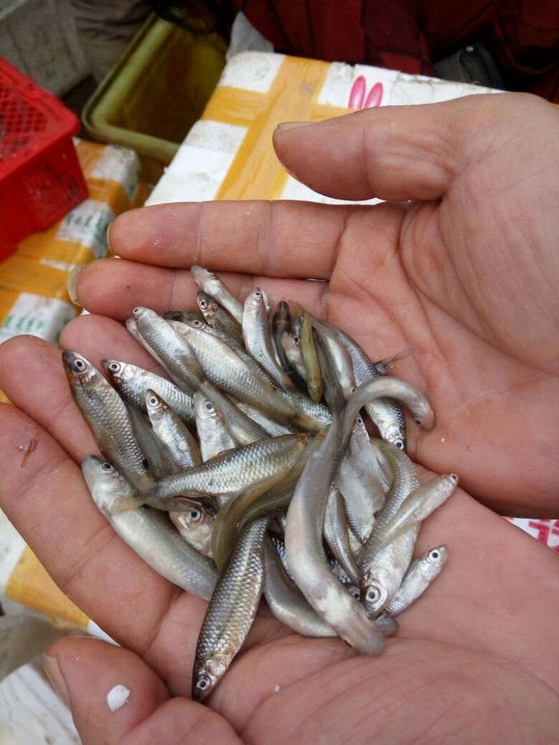 野鲤食用1~2公斤