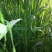 墨西哥玉米草种牧草种籽四季养殖多年生再生进口猪牛羊兔畜禽