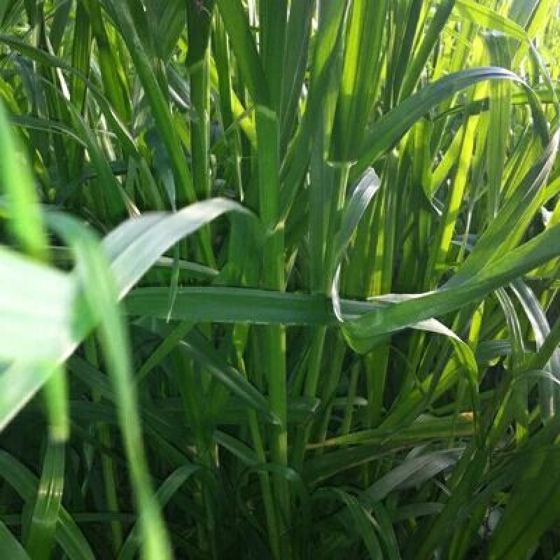 墨西哥玉米草种牧草种籽四季养殖多年生再生进口猪牛羊兔畜禽