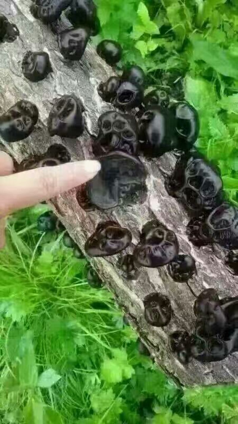 秋耳二级