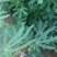 无花果苗波姬红青皮布兰瑞克1-2年