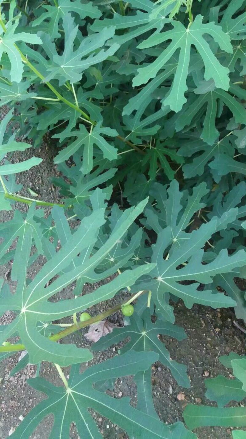 无花果苗波姬红青皮布兰瑞克1-2年