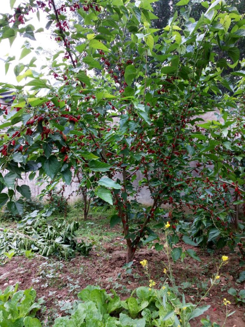 桑椹树苗《果桑》