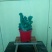 多肉植物带盆栽好