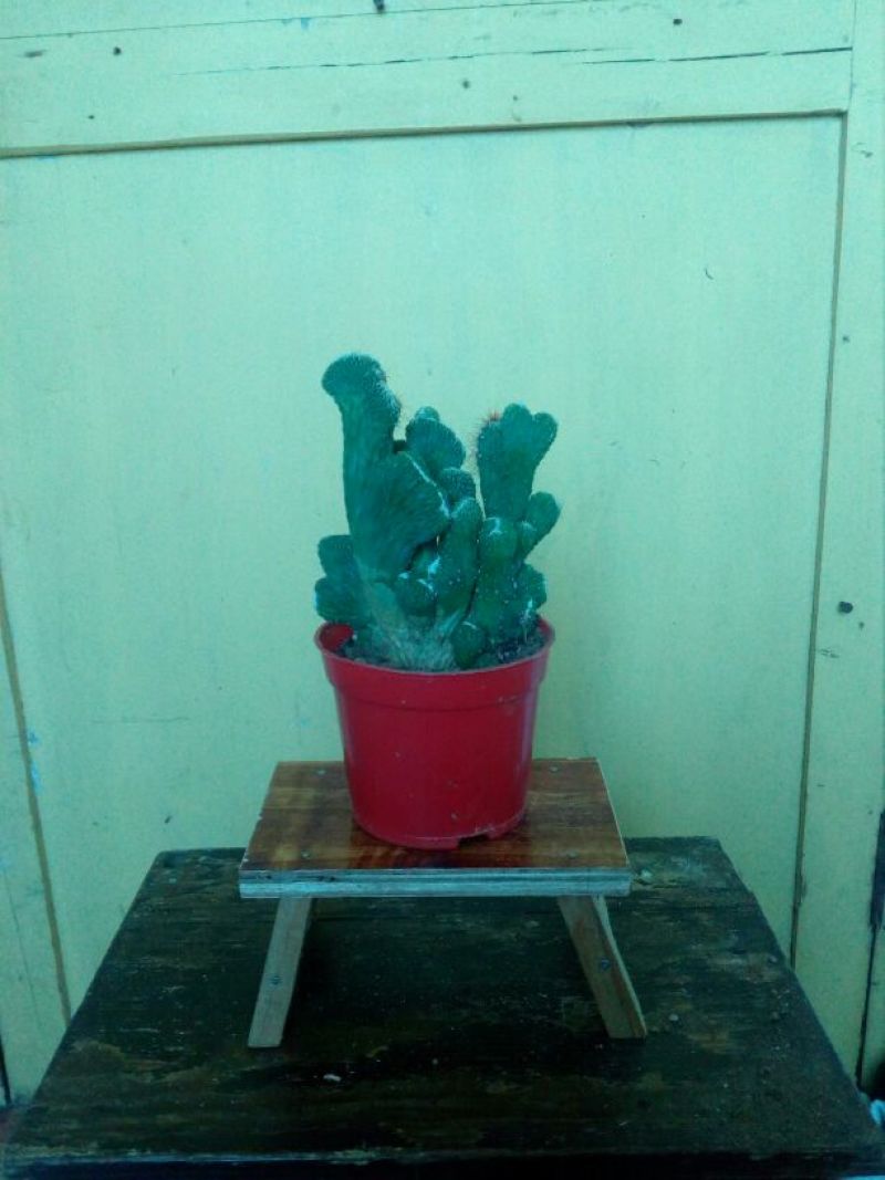 多肉植物带盆栽好