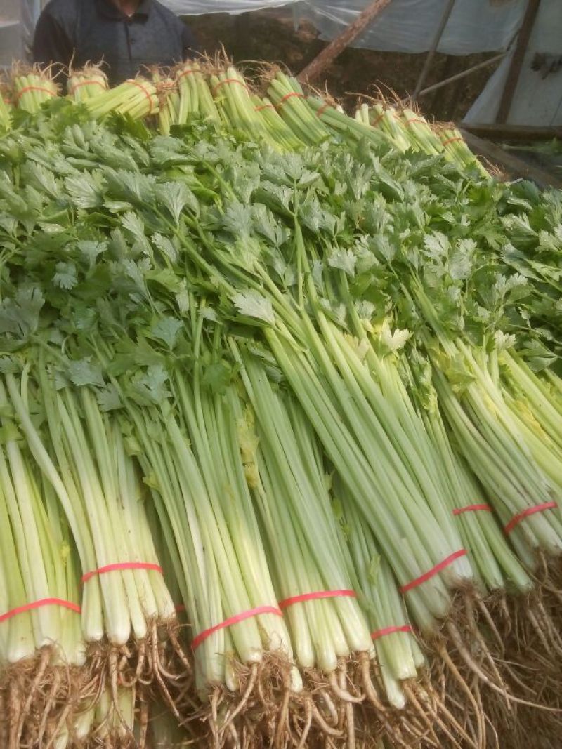 山东聊城叶菜基地，优质芹菜，山芹，香芹，大量供应货源