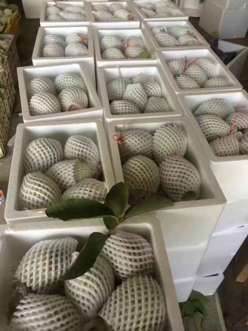 台湾番石榴白芭乐红芭乐