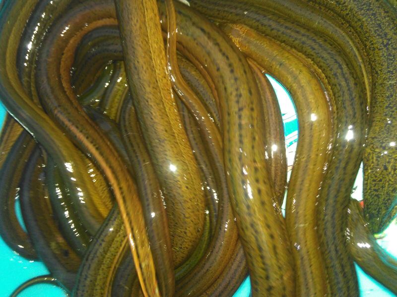 黄鳝食用活鱼