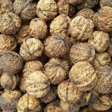 纸皮核桃去皮干