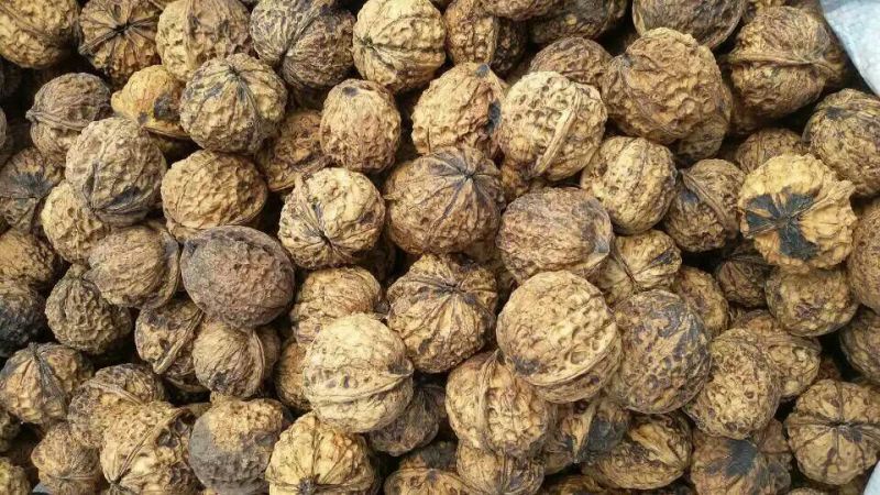纸皮核桃去皮干