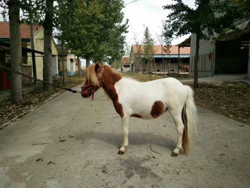 矮马200~300kg
