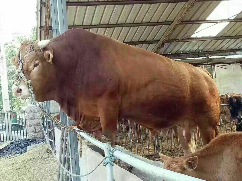 利木赞牛犊100~200kg