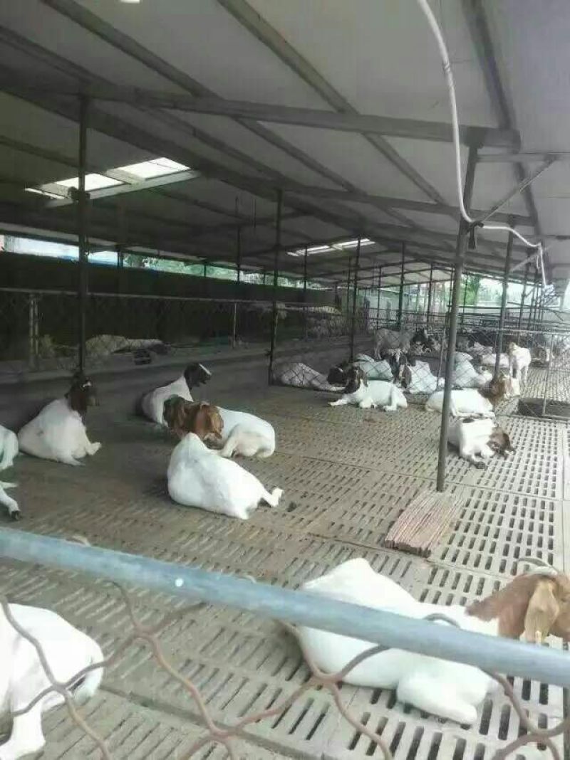 波尔山羊种羊30~50斤