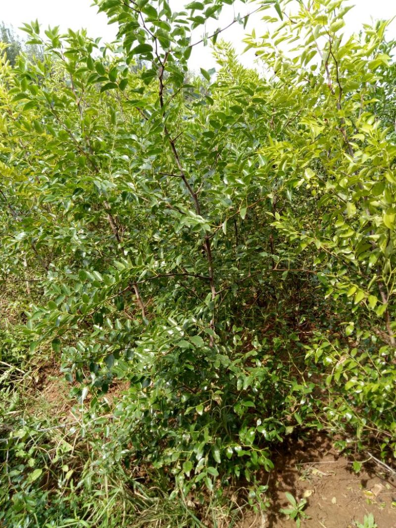 蟠枣树苗：龙须枣苗，冰糖枣苗，酸枣苗，2，3公分冬枣树苗