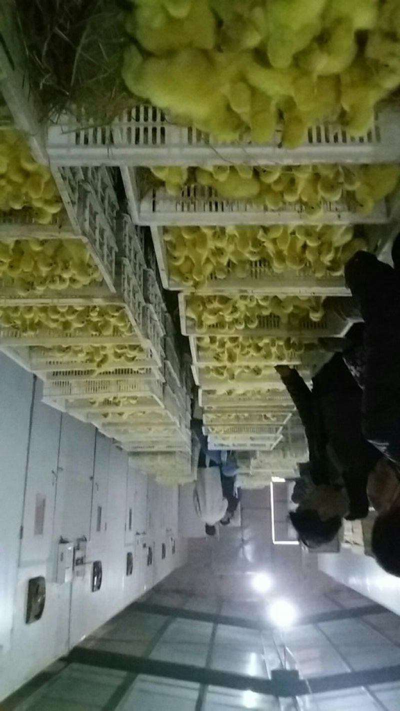 鹅苗250g以下