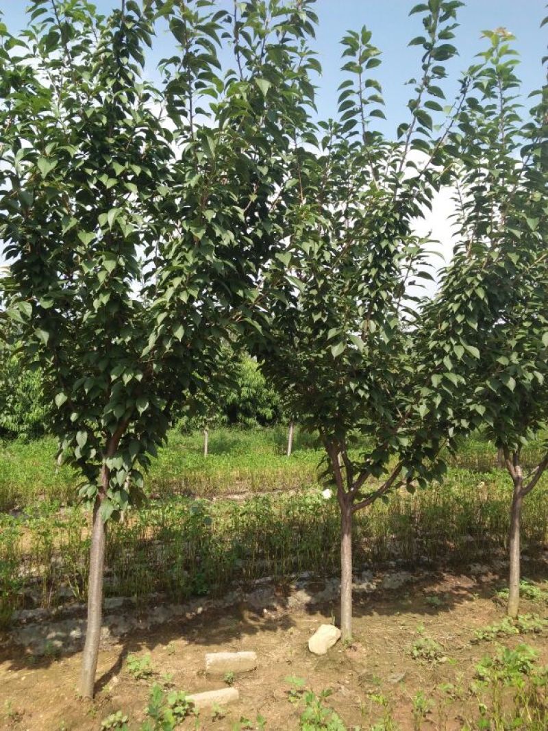樱花树，树形好，樱花树，树形好