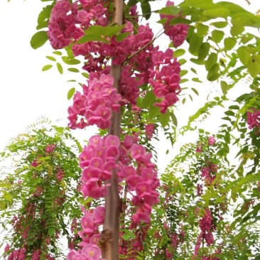 香花槐1~2米4~6cm4~6cm