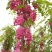 香花槐1~2米4~6cm4~6cm