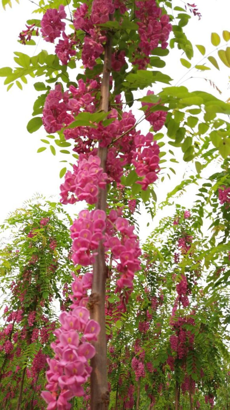 香花槐1~2米4~6cm4~6cm