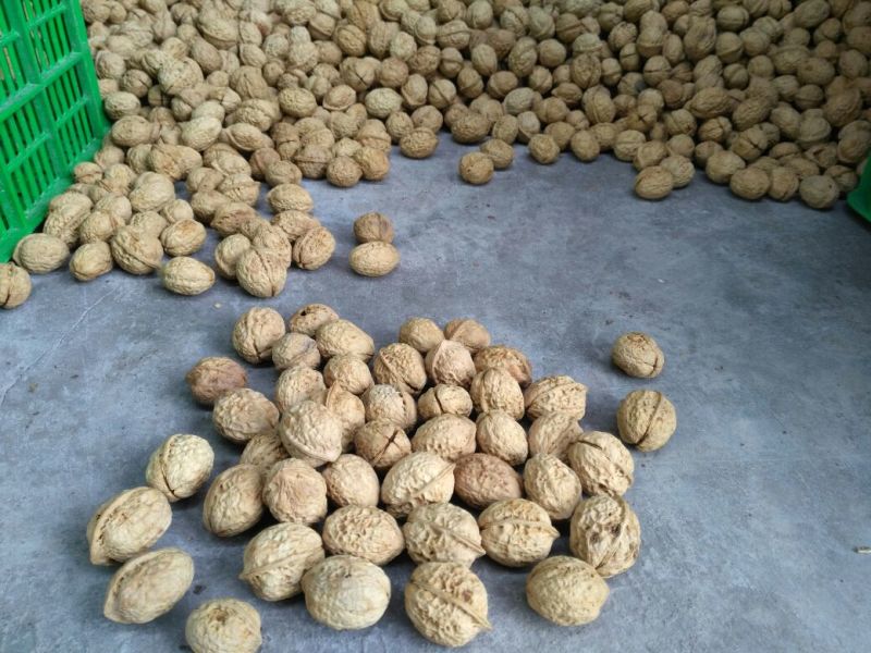 薄皮核桃去皮干