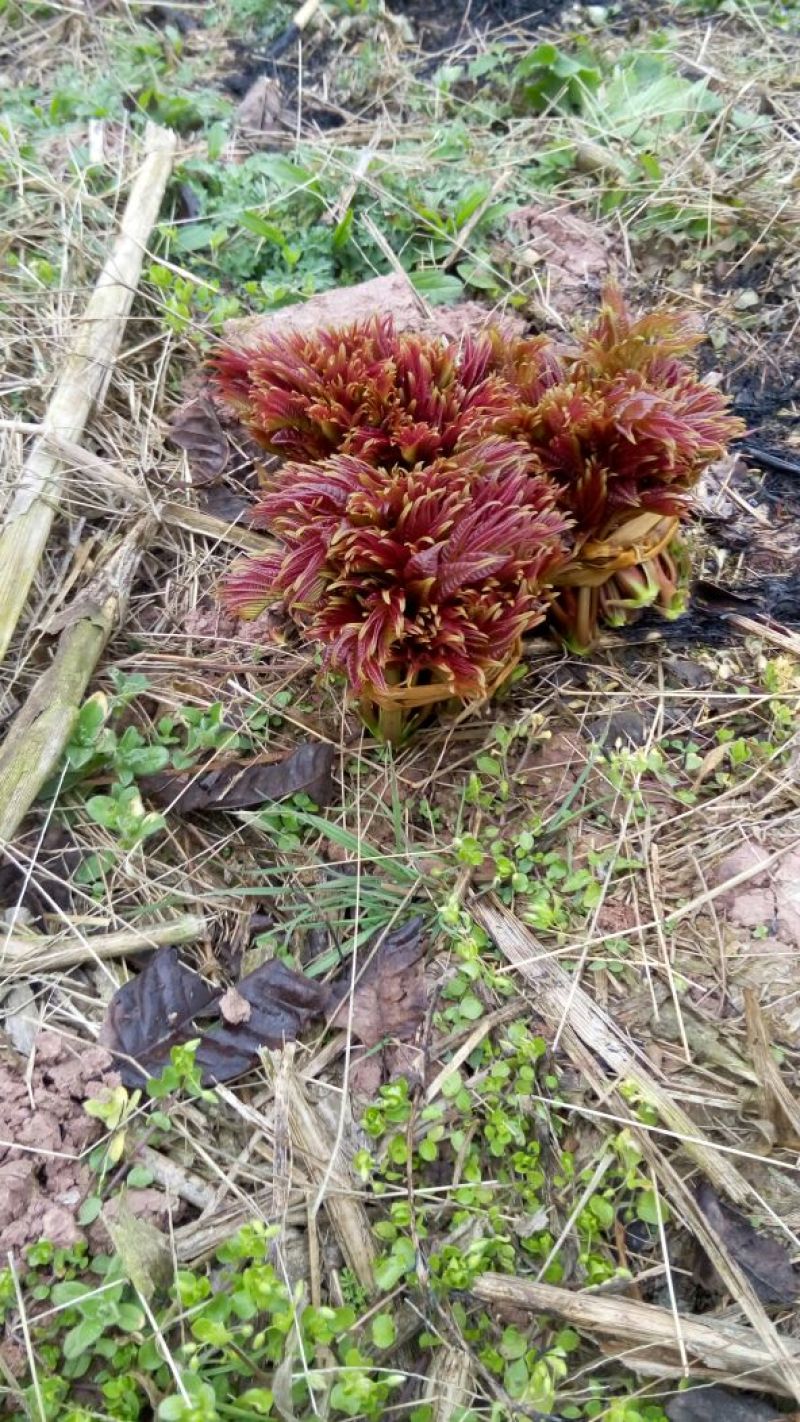香椿