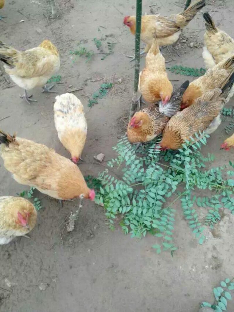 快大黄鸡苗1斤以上