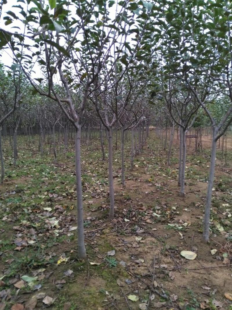 苹果树嫁接品种苹果树2-5公分有货定杆苹果树