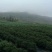 南高丛蓝莓10~12mm以上