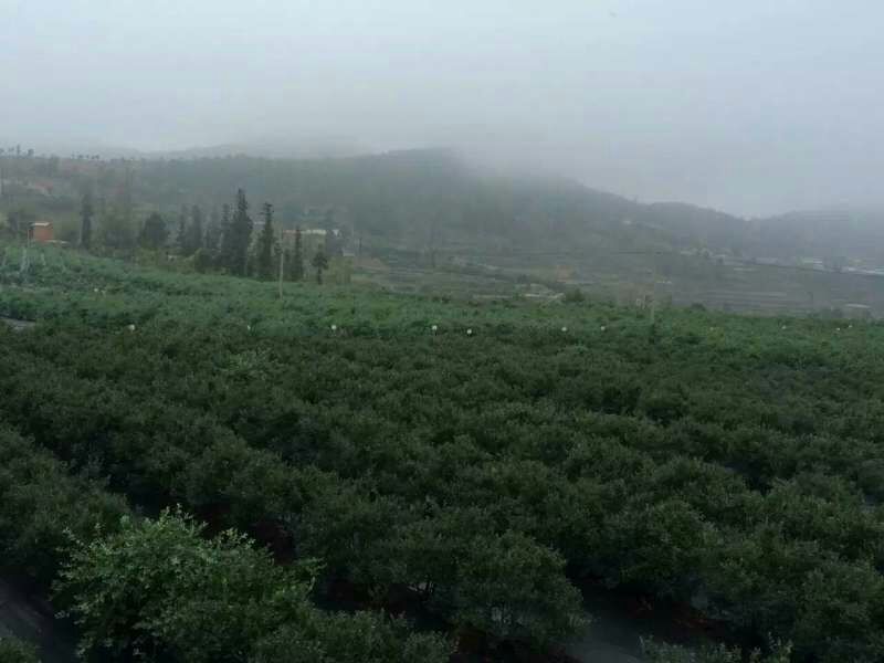 南高丛蓝莓10~12mm以上