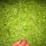 石阡苔茶特级