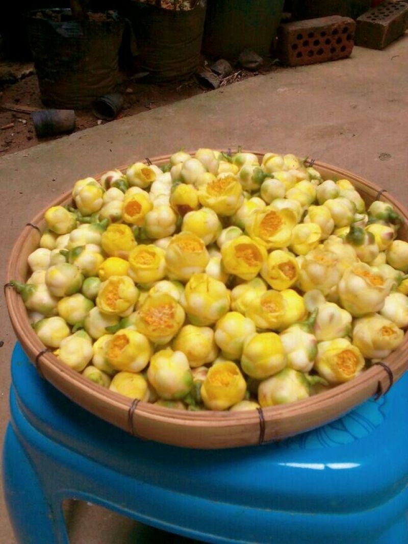 金花茶叶一级