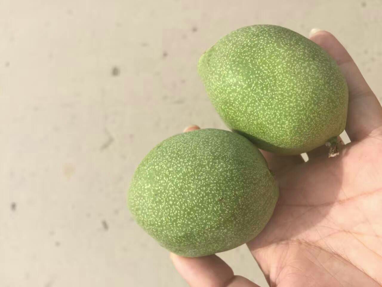 陕西渭南市大荔县青皮核桃 35mm以上 青皮批