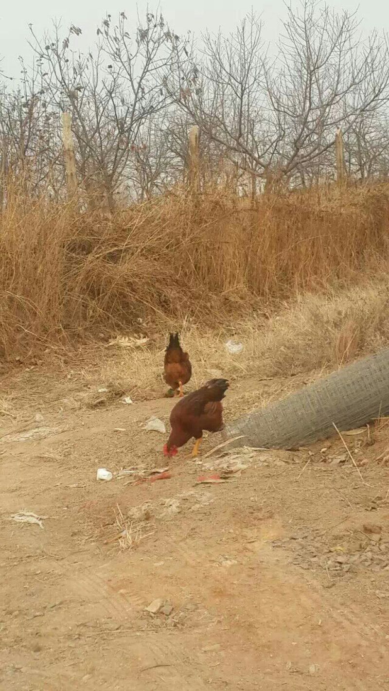 土地出租养鸡场