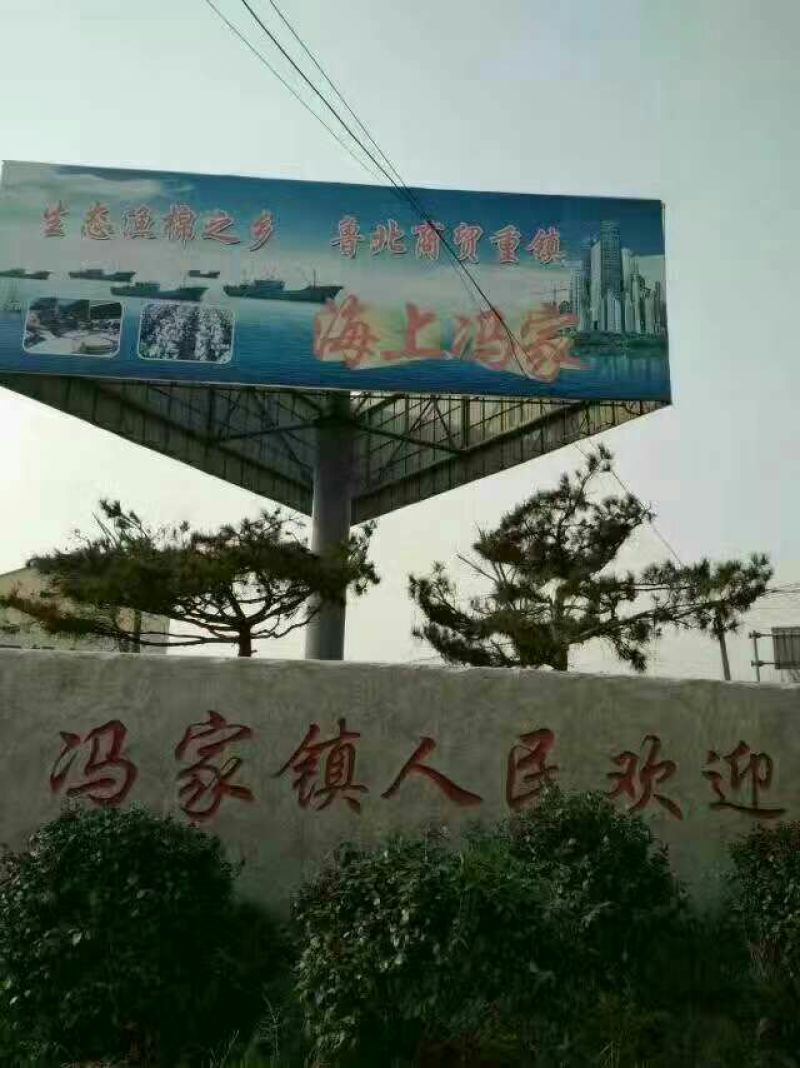 海蜇食用鲜活