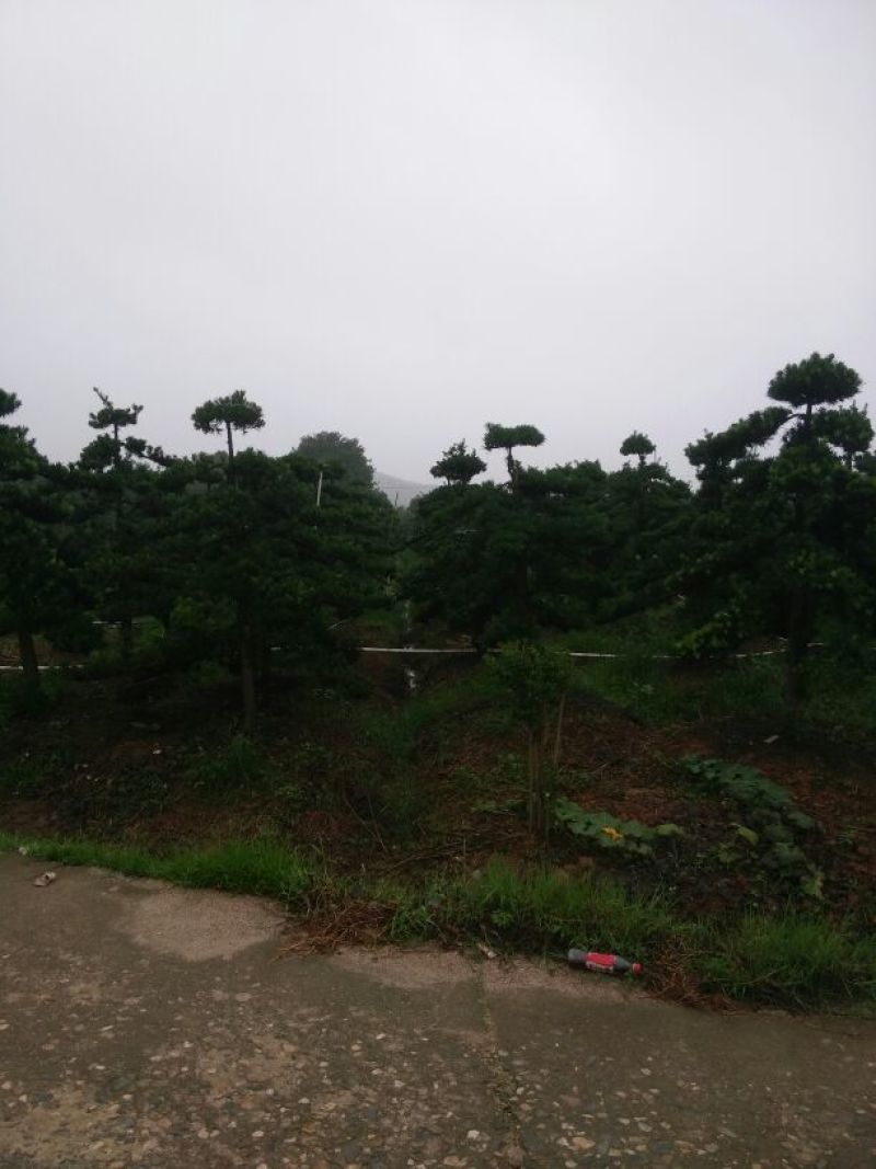 造型松10公分
