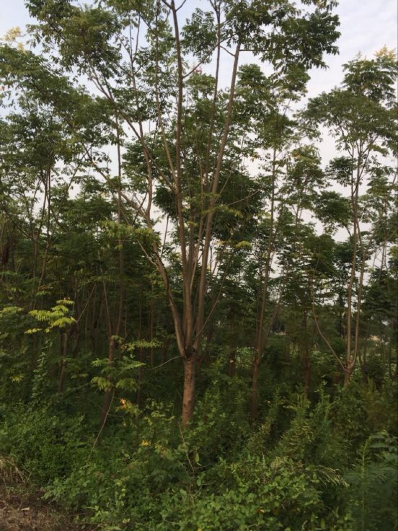黄山栾树