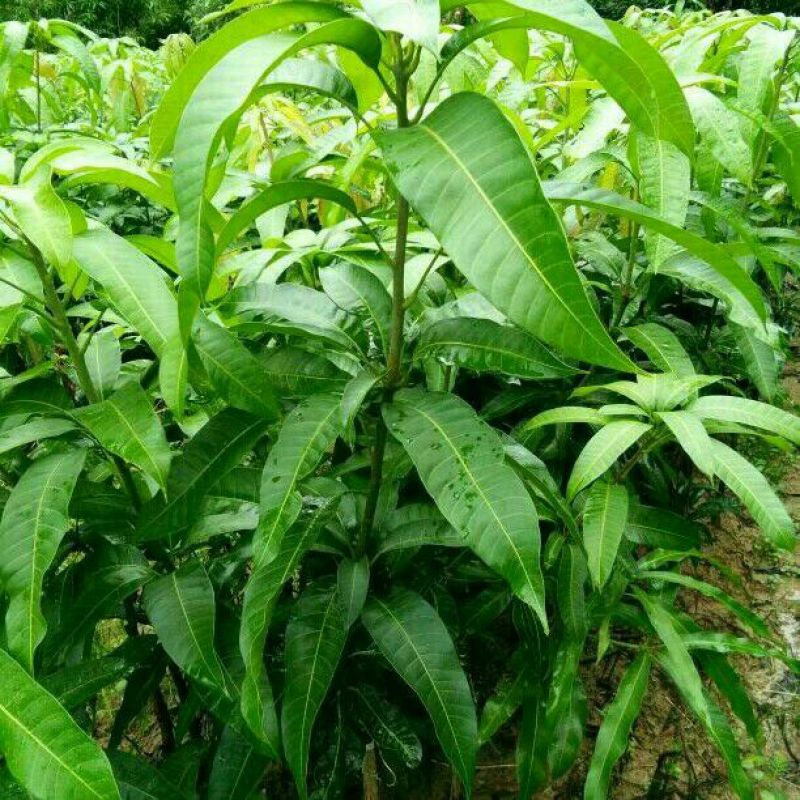 金煌芒树苗1m以下原装杯