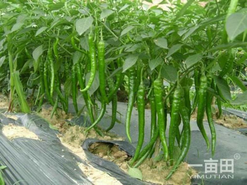 301，薄皮辣椒15~20厘米，一手货源，随到随收