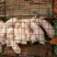 三元仔猪20~30斤