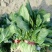 大叶菠菜20~25厘米