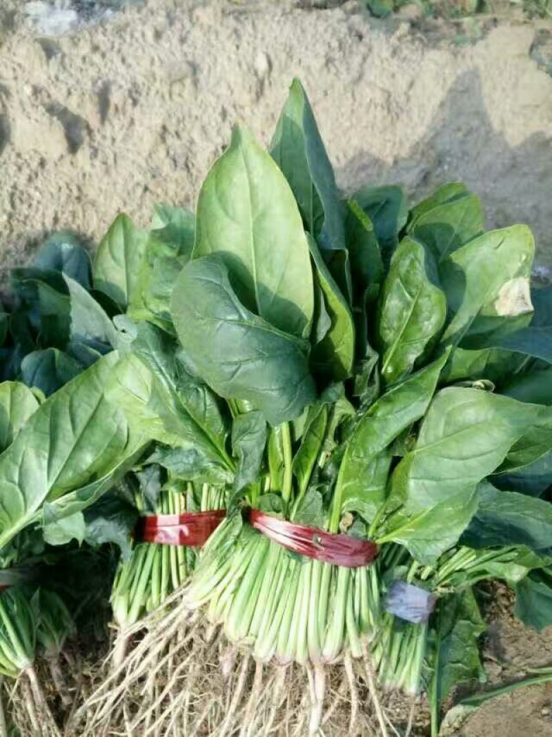 大叶菠菜20~25厘米